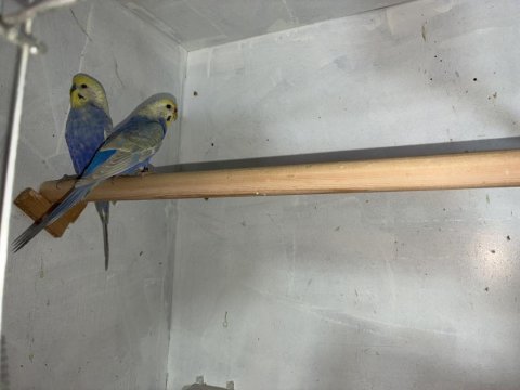 Rainbow muhabbet kuşu çifti