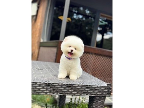 A kalite pomeranian boo