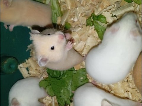 Her renkte suriye hamsterları