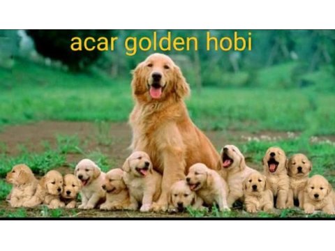 35 günlük macar golden retriever bebekler
