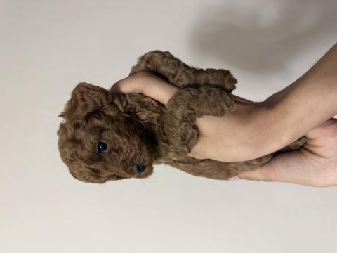 Orijinal kore poodle dişi ve erkek