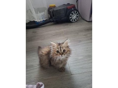 British longhair kedimiz