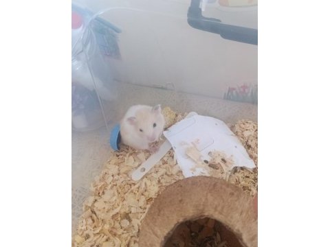 Ücretsiz verilecek hamster