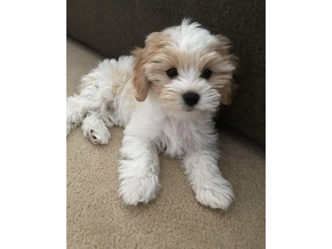 Maltipoo yavrularımız acık ve esmer renk çeşitler