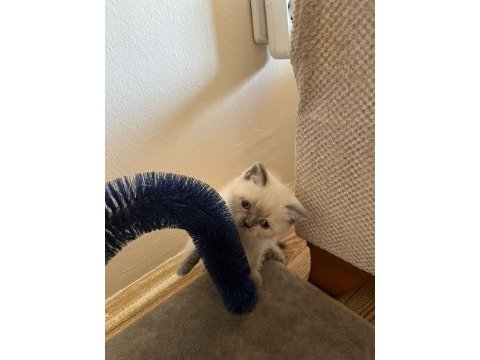 Müthiş güzellikte blue point british shorthair kızımız