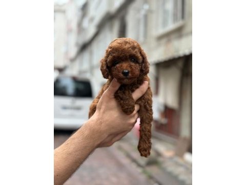 Teacup kore kg garantili poodle