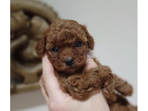 Toy poodle kore yavrular