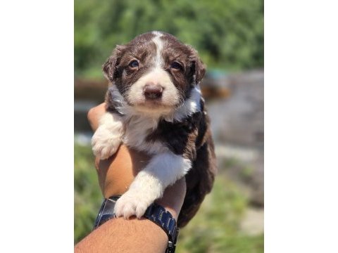 Border collie yavruları