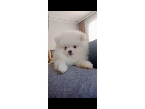 Pomeranian boo 2 aylık
