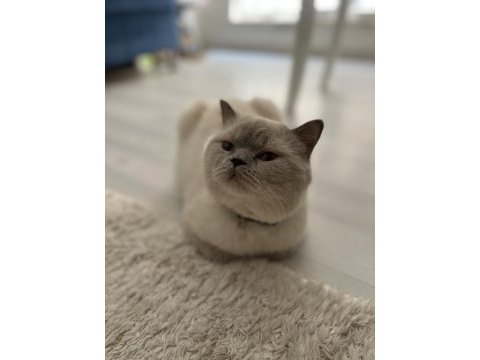 Ücretsiz blue point kedimiz