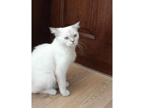 British shorthair point
