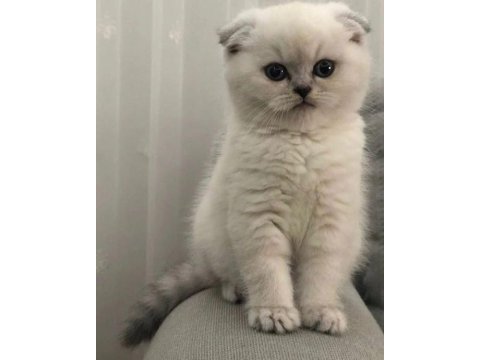 Scottish fold british siyam yavru çeşitler mevcuttur