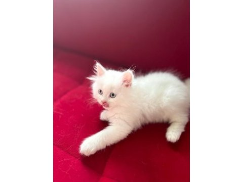 Çok tatlı buz mavişi erkek chinchilla