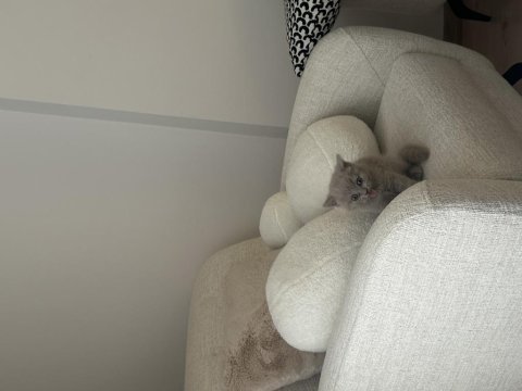 British shorthair yavru