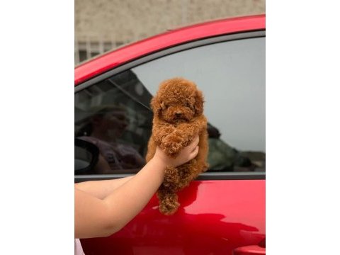 Poodle kaliteli cazip fiyata poodle
