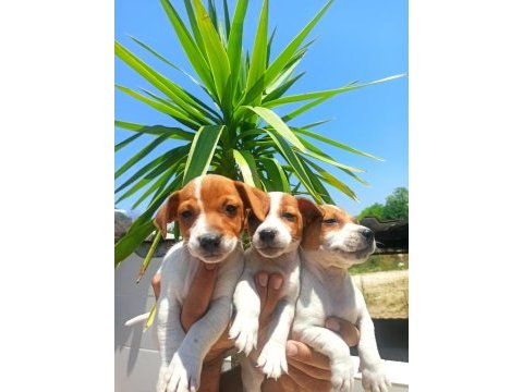 Terrier jack yavruları tüm illere gönderim