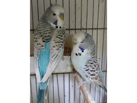 Silver teksas jumbo çift muhabbet kuşu