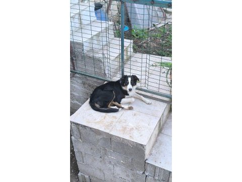 Kızım çikoyu sahiplendiriyoruz