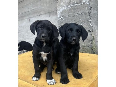 40 günlük labrador yavruları