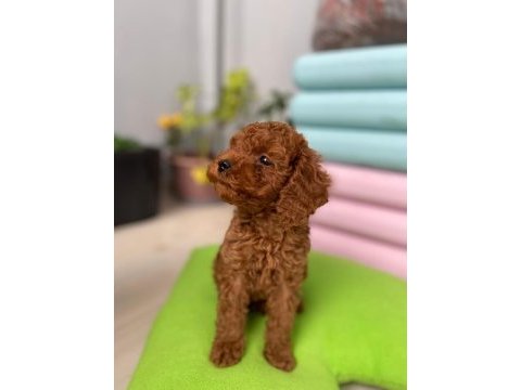 Toy poodle köpeği