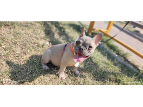 Efsane anatomi french bulldog