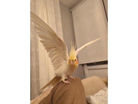 Sultan papağanı erkek yetişkin konuşan ele alışık