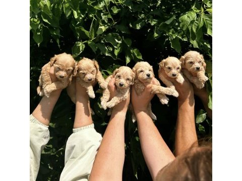 Şeker küpü maltipoo köpekler