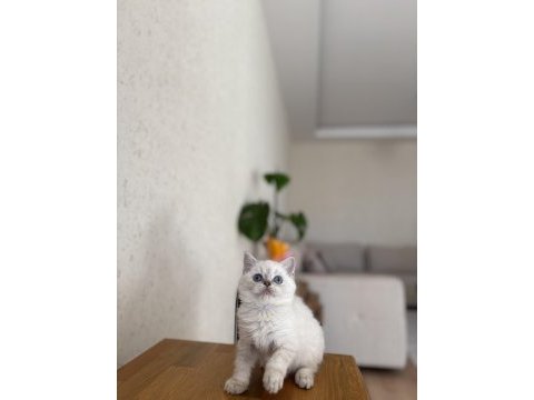 Brıtısh shorthair sılver yavrular