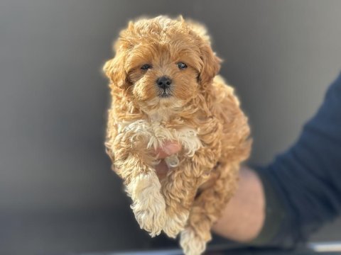 Ankarada ziyarete açık aşılı pasaportlu kore maltipoo