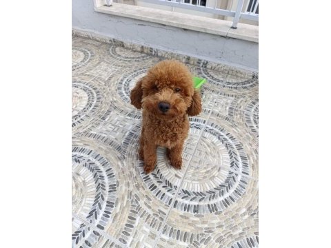 Toy poodle 11 aylık