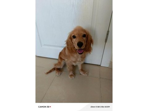 5 aylık yavru cocker köpeğimizi sahiplendirmek istiyoruz