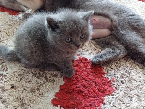 3 yavru 45 günlük izmir içi british shorthair