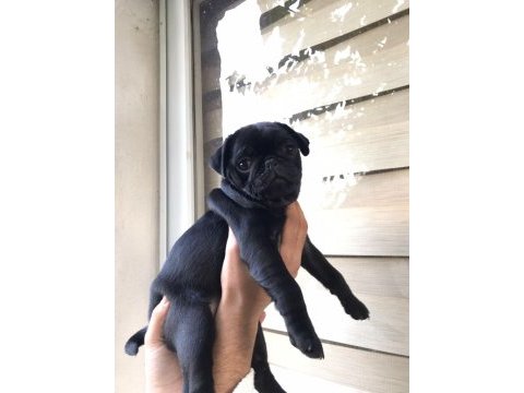 Pug gül kuyruk köpekler
