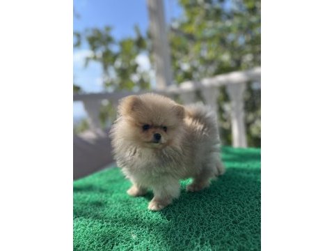 3 aylık pomeranian bebekler
