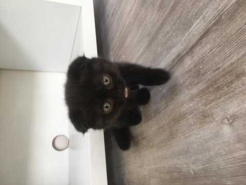 Scottish fold cinsi kendi yavrularım