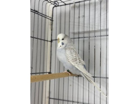 Dişi jumbo 10 aylık muhabbet kuşu