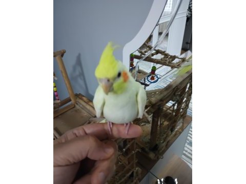 Yavru sultan papağanı 3 aylık