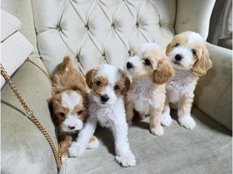 Sevimli maltipoo bebekler