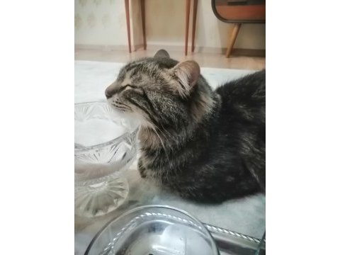 Güzel erkek bir tekir kedidir