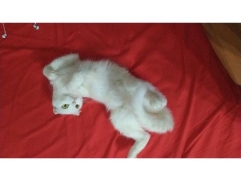 Güzel kızım yeni ailesini bekliyor scottish fold