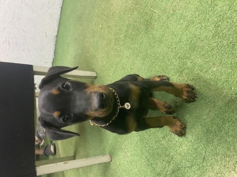 3 aylık doberman eğitimli karneli