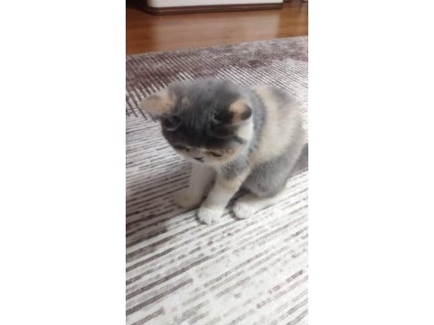Dişi egzotik kedimiz yeni yuvasına gitmeye hazır