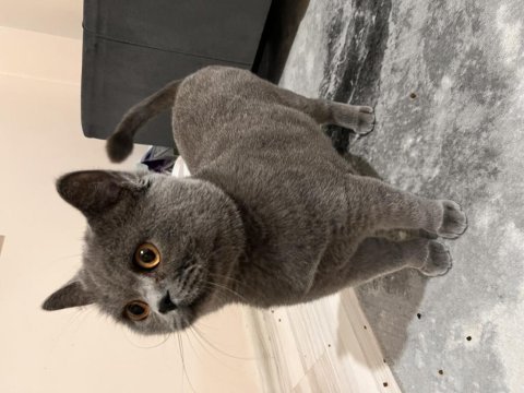 Oyuncu temas bağımlısı british shorthair