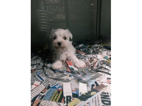 Sevimli bebek köpekler