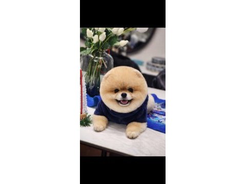 Efsane tam ayı surat erkek 14 aylık pomeranian