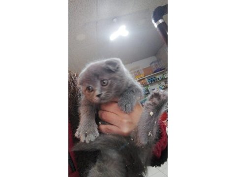 Scottish fold
