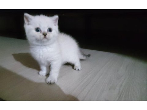 İzmir yavru kedimizi sahiplendirme
