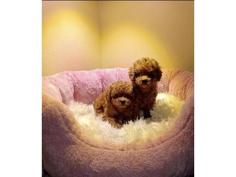 Poodle yavrularımız