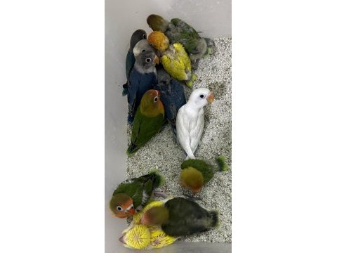 El besleme yavru cennet ve sevda yavrular