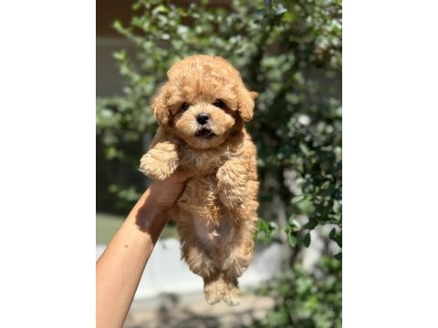 Aranılan güzellikte maltıpoo yavrum